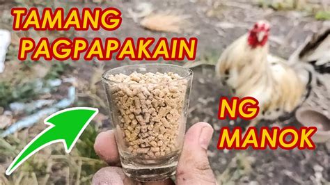magandang patuka sa manok panabong|Sagupaan Superfeeds.